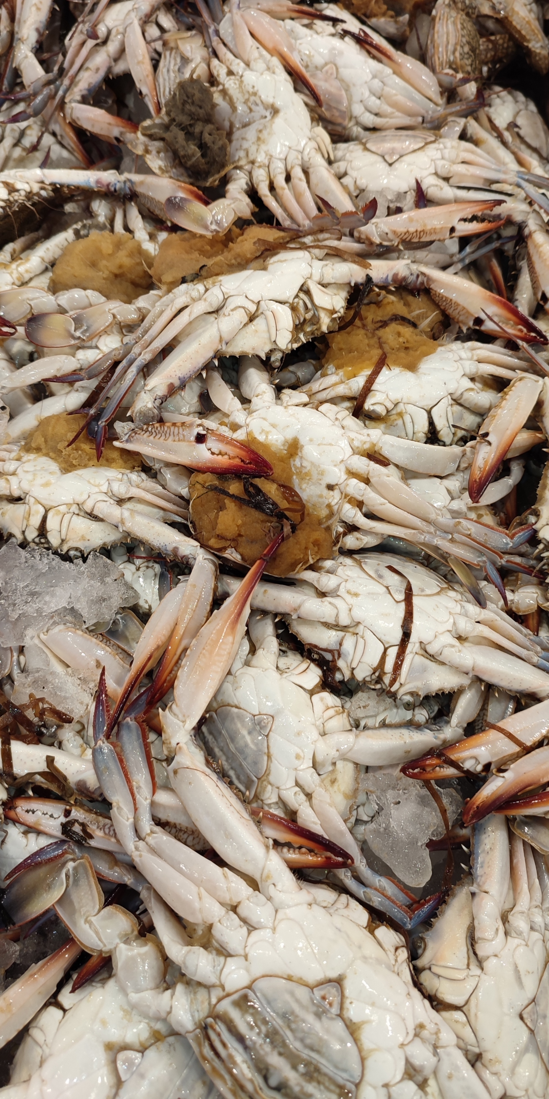 Female Crab - كبوريا نتي